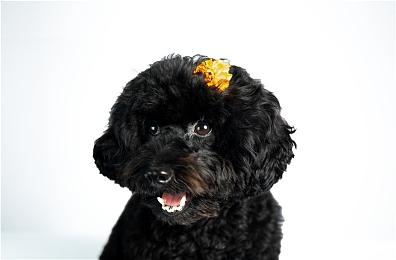 Epic喜加一：《Deceive Inc.》免费领